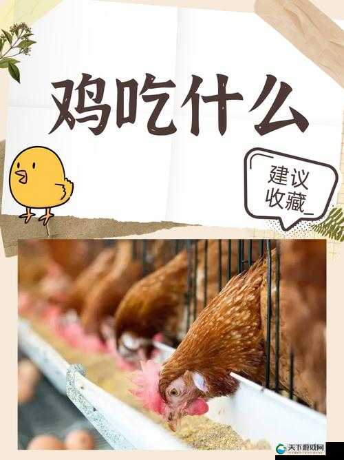 吃什么能让鸡长大长：营养均衡是关键