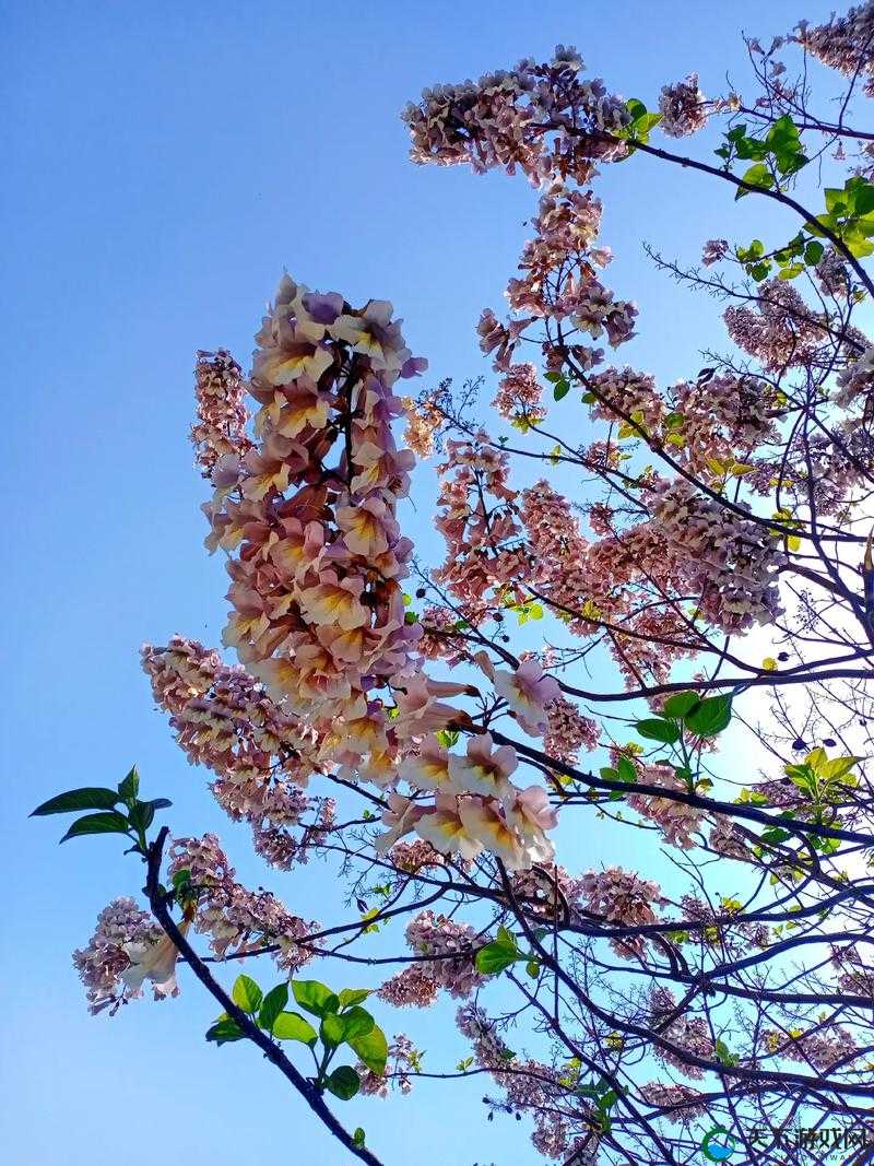 九月婷婷丁香：花开花落，情窦初开的季节