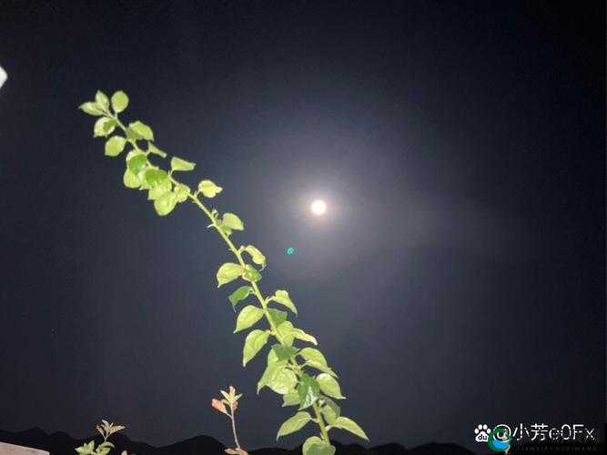 小芳与父亲共赏十五的月亮十六圆别样情
