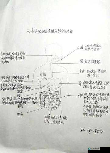 局长把奶头吸得又大又长 hd：探索奇妙的人体奥秘