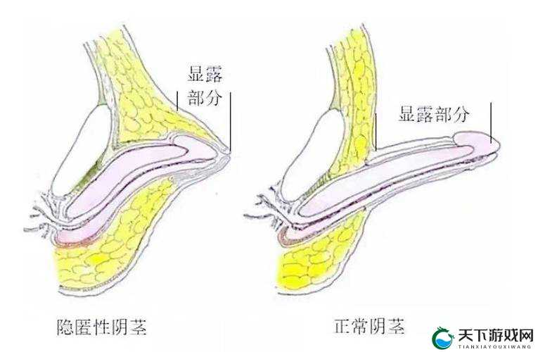男性隐私部位特写：探索未知的私密世界