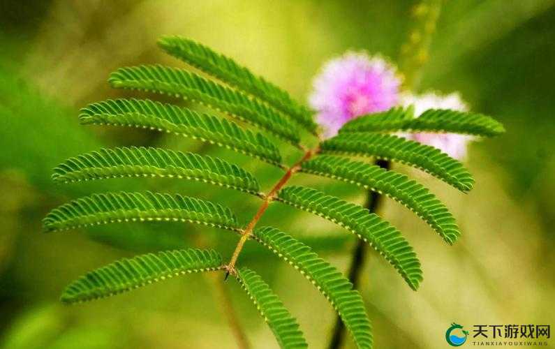 含羞草是清清爽爽的:大自然中清新独特的存在