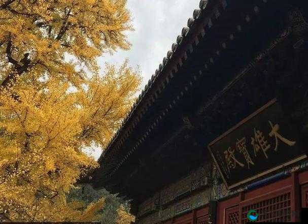 青青草 APP 色版网站免费畅享全新体验：优质资源尽情领略
