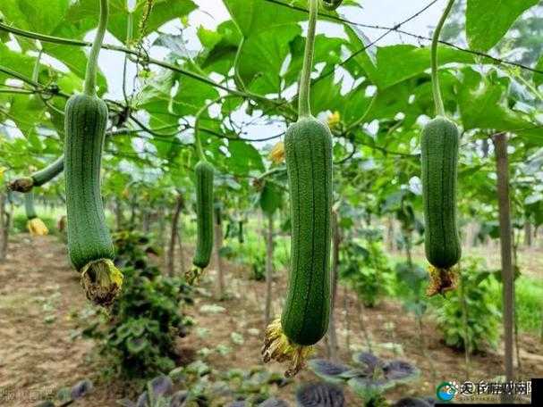 草莓、丝瓜与黄瓜的奇妙组合及别样风味