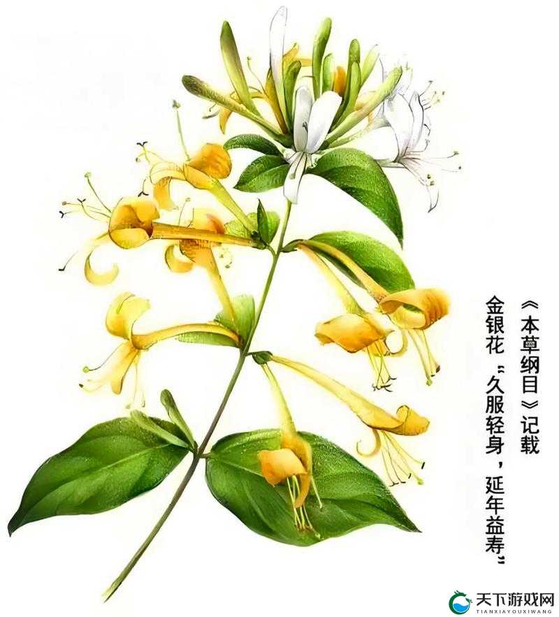 父承子液金银花原文阅读：一段引人深思的故事