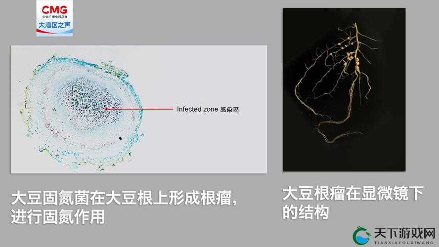 关于 freexboxlivecode 大豆的独特探索与发现