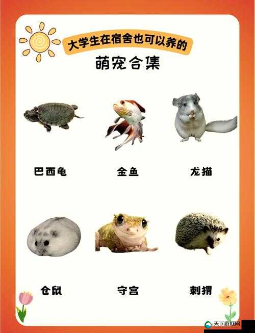 萌宠大爆炸，揭秘开飞机与技巧探索