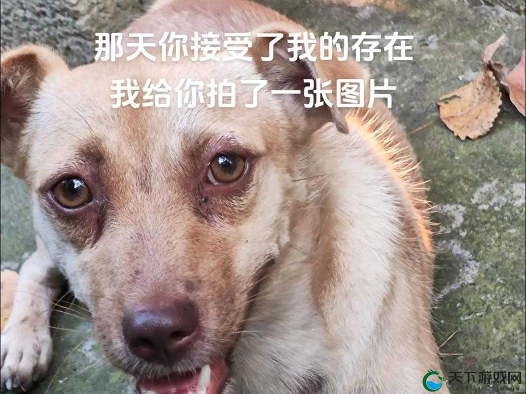 带着尾巴等我回来检查：这是一个特别的指令
