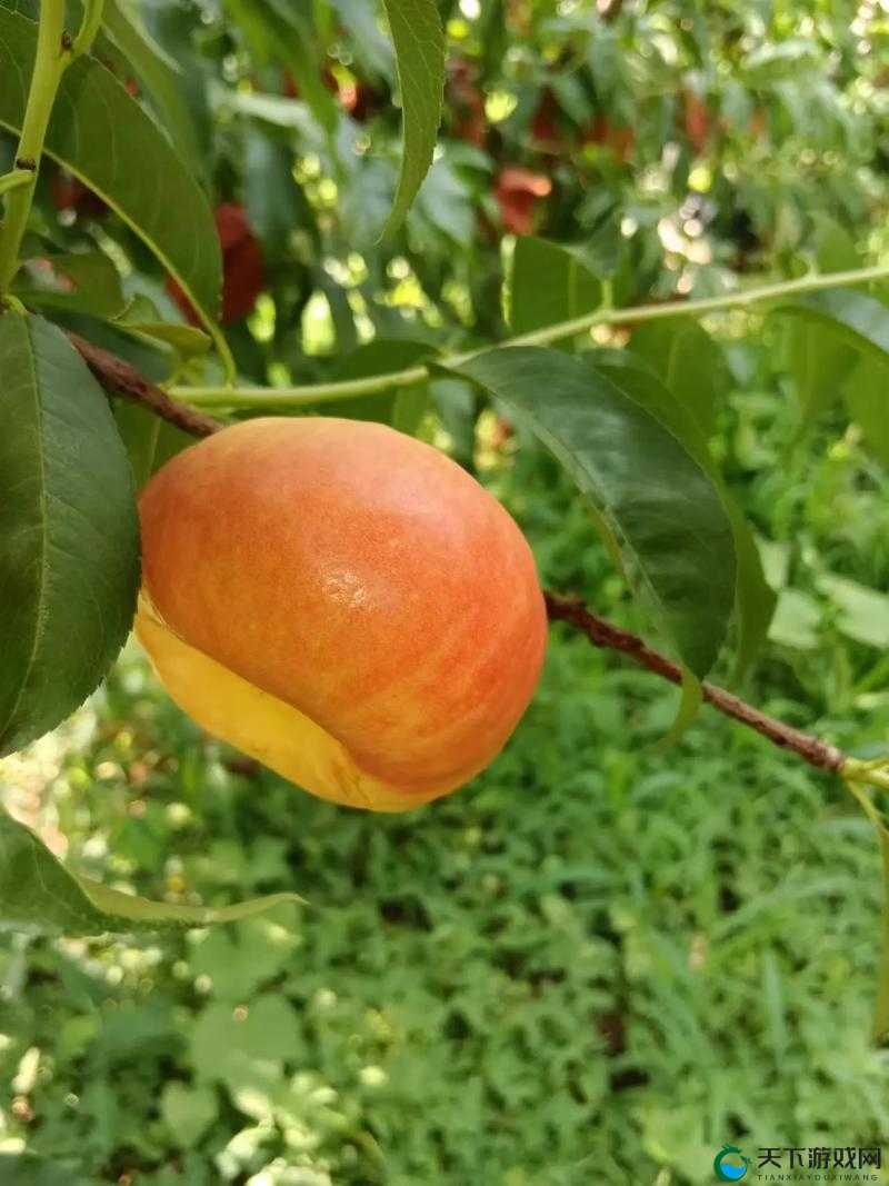 蒙阴蜜桃——甜蜜多汁的天然佳果