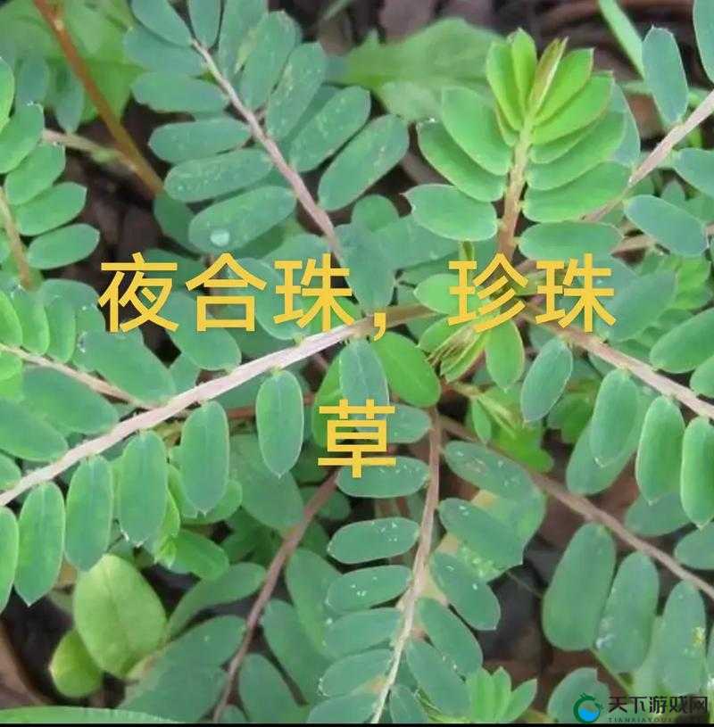 夜夜草：探秘这种神秘植物的奥秘