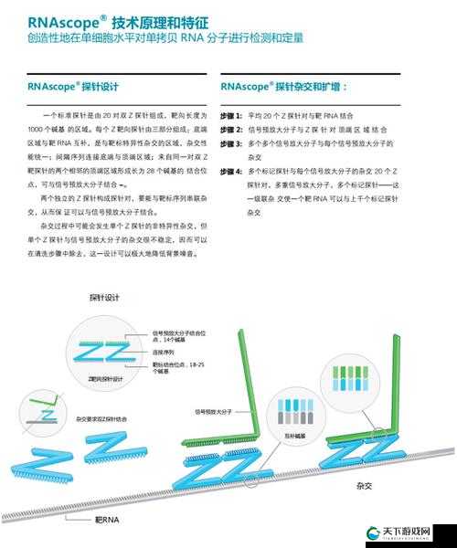 RNAScope 原位杂交：深入探索细胞内基因表达的利器