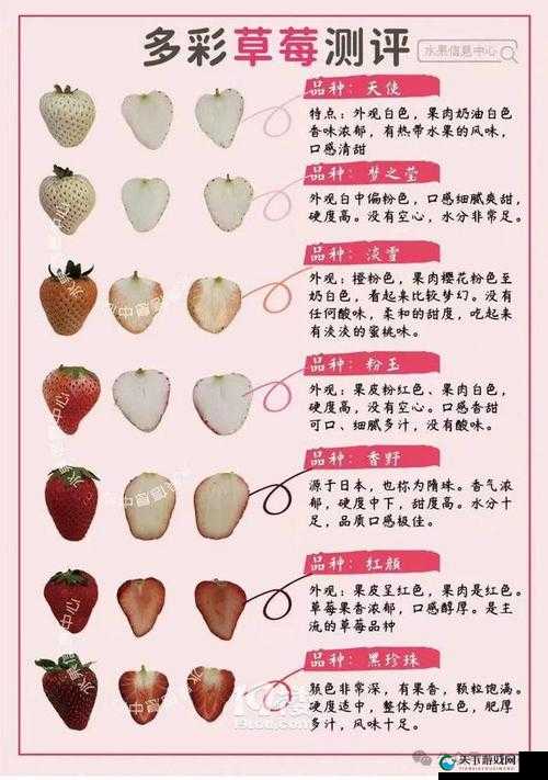蜜丝婷大草莓和小草莓对比主播专属谁说的-全面解析美妆差异