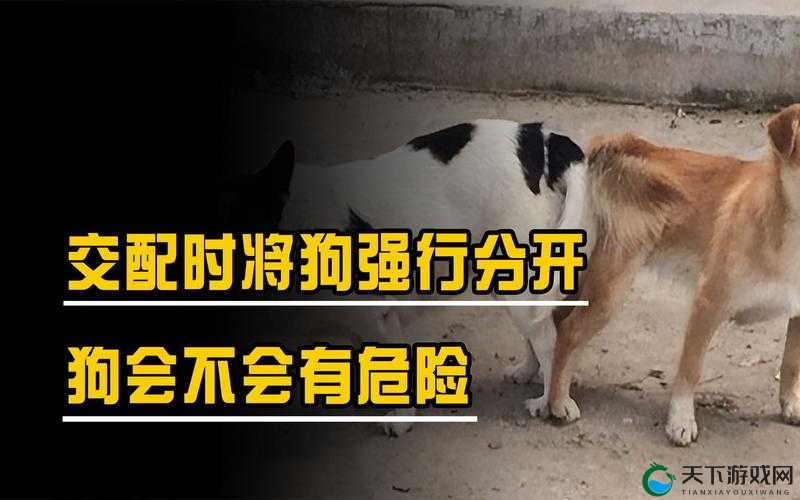 狗配人会锁住多长时间能分开：这是一个值得深入探讨的问题