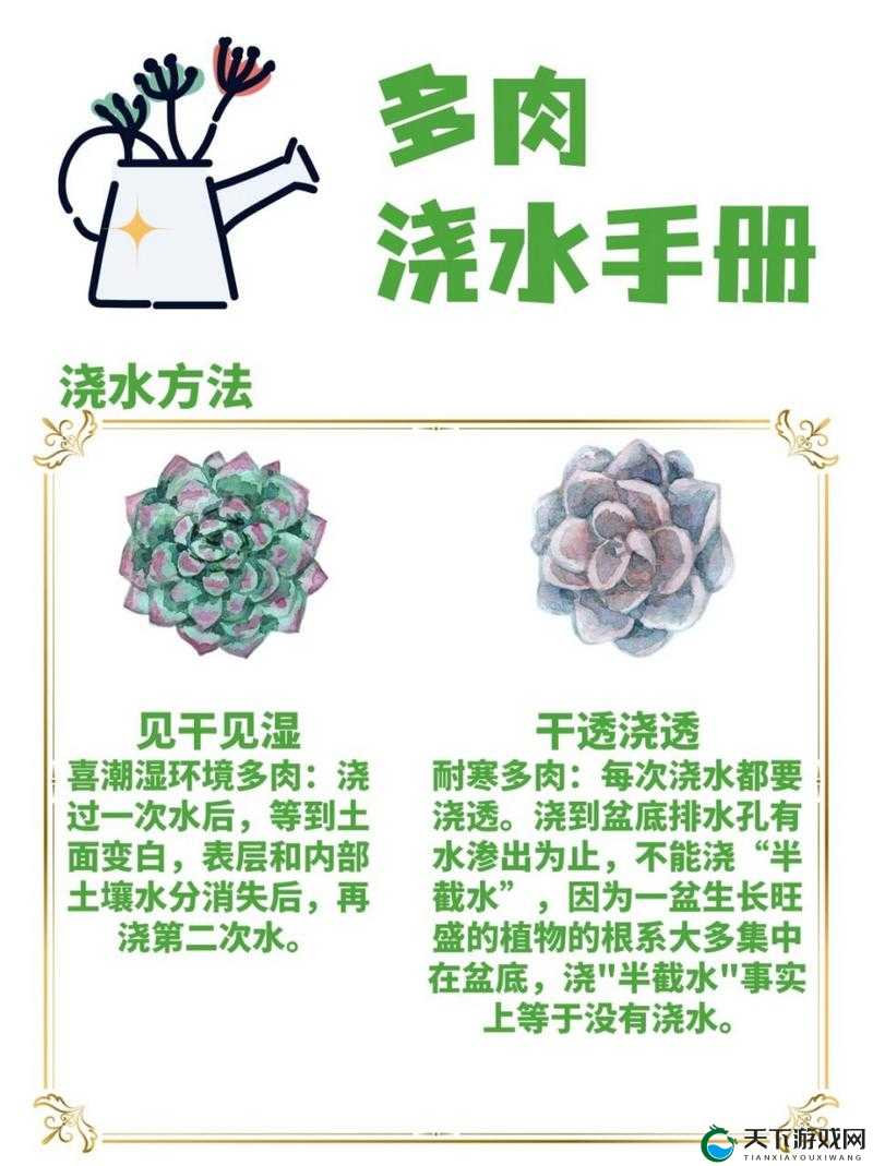 皇家共享小公主多肉养护方法：详细步骤与注意要点全解析