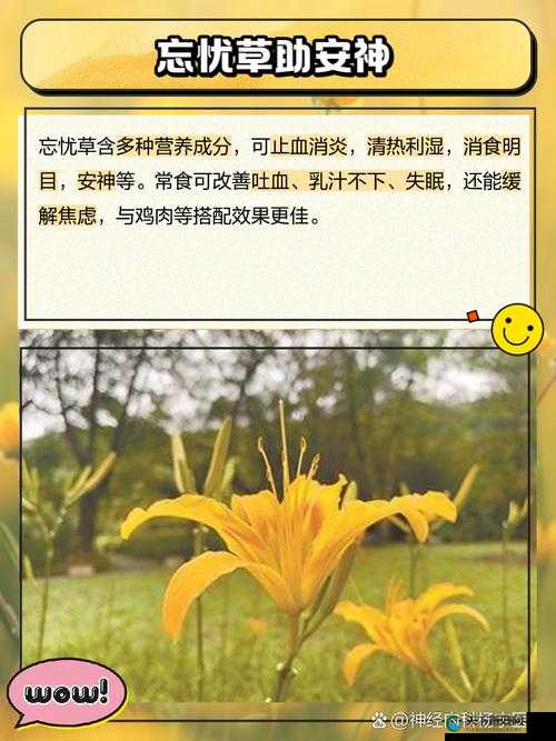 香蕉和忘忧草：影响焦虑的天然奥秘