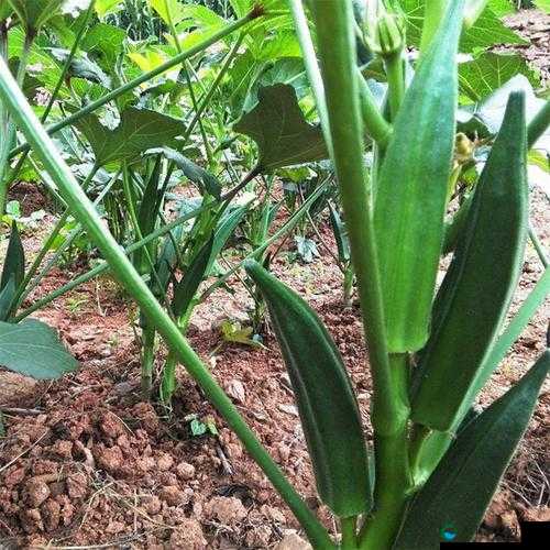 绿巨人忘忧草丝瓜秋葵黄：各类蔬果植物大汇聚