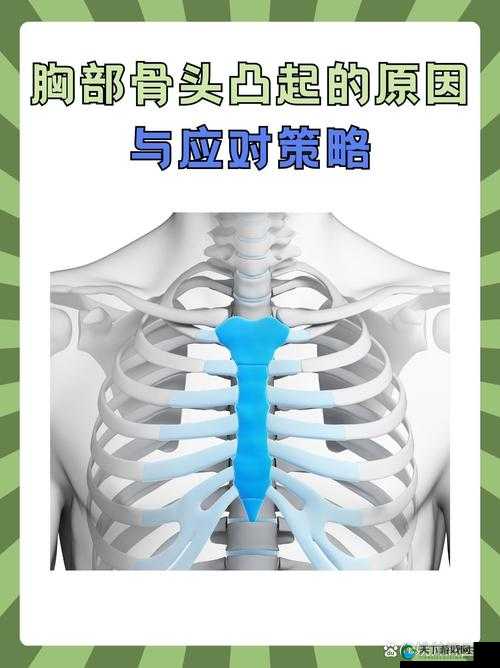 女生胸前的两个大包包有什么用：探讨其在身体结构与功能中的重要性
