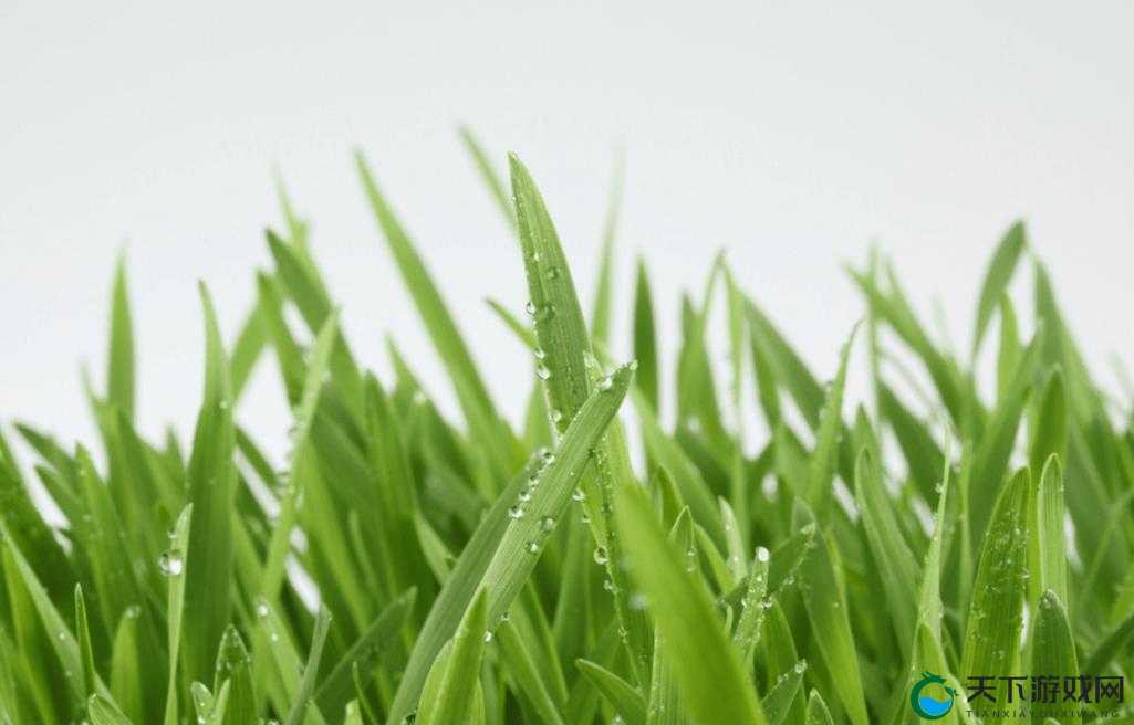 小草永久发 18 禁地布地扯：探索未知的绿色世界