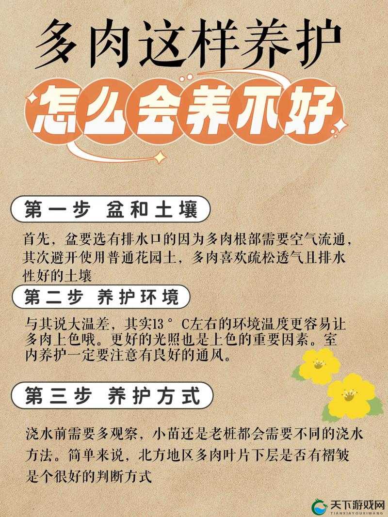 皇家共享小公主多肉养护技巧：打造精致多肉花园的必备指南