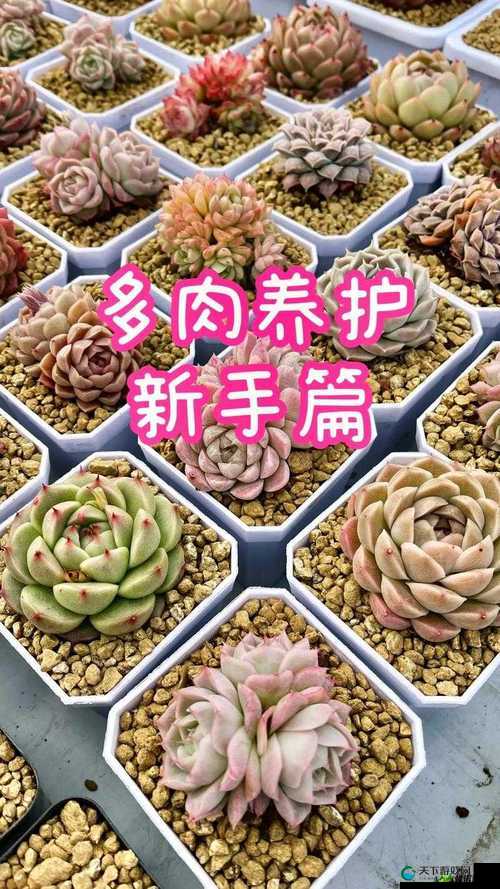 皇家共享小公主多肉养护方法及注意事项详解