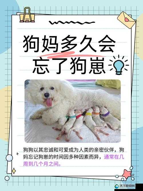 人狗胶配方大全狗狗播放：揭秘狗狗与人类的亲密关系