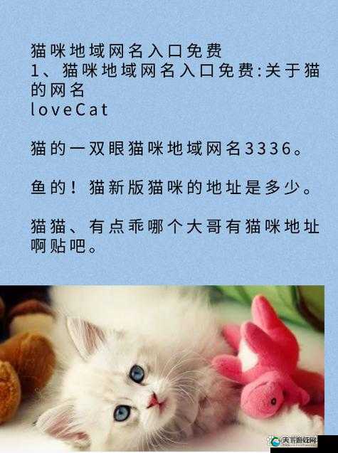 猫咪最新永久地域网名是什么：探索猫咪的神秘世界