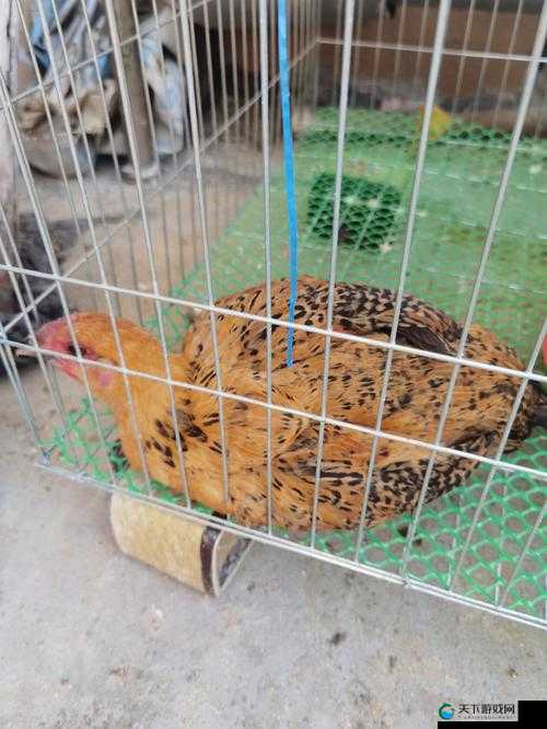 我里小鸡硬邦邦：探秘这个网络热梗的起源和含义