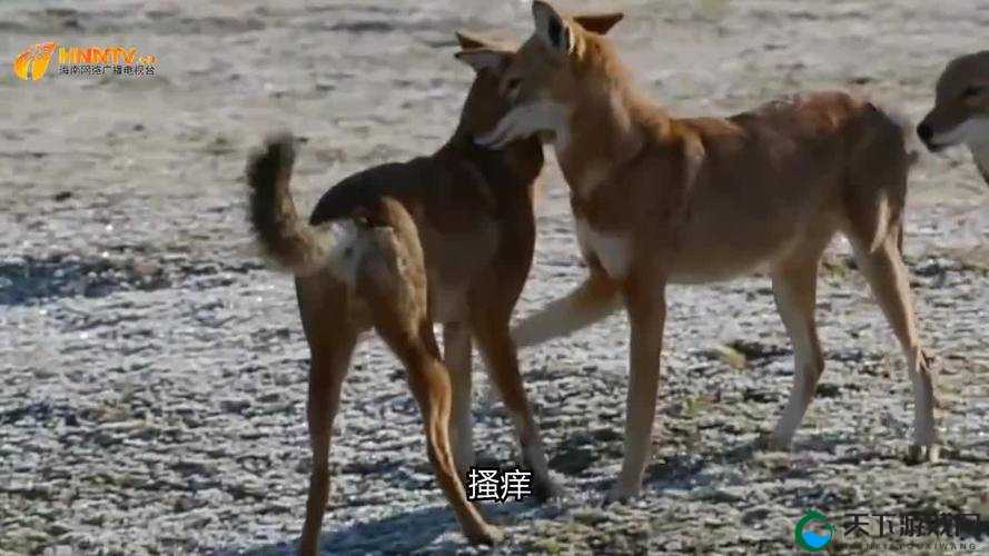 狼色视频在线观看：精彩内容不容错过