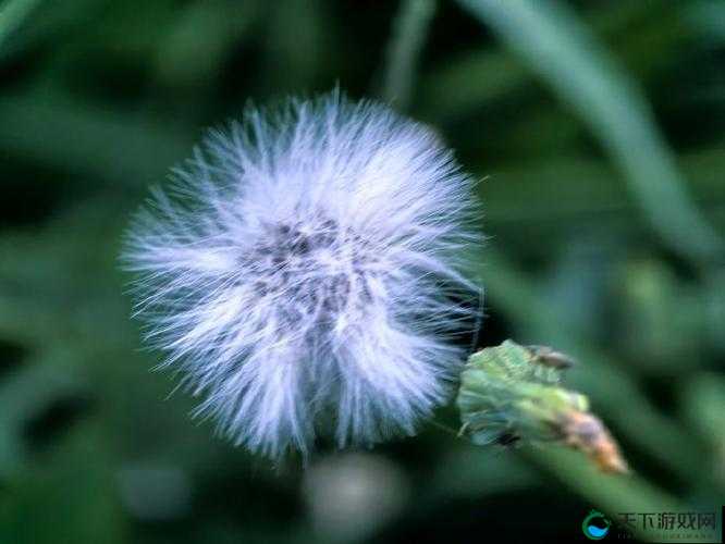 小白花被浇灌日常轻梦:纯洁与滋润的交织