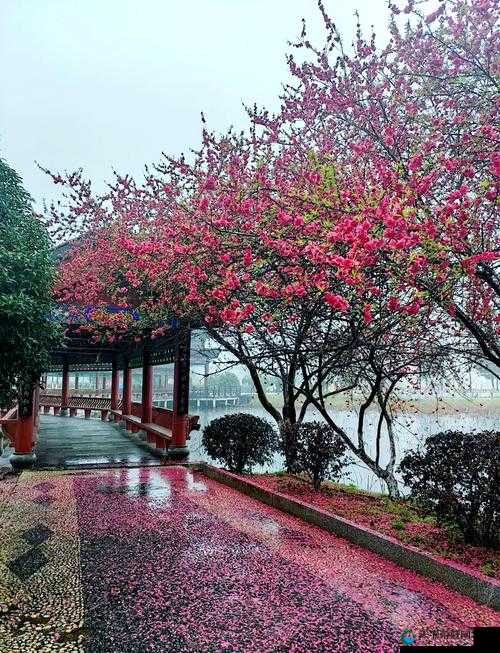 国色天香桃花朵朵：在春风中绽放的绚烂花海之景