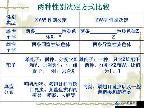 52g1xy252g20xy2 相关内容详细分析与探讨