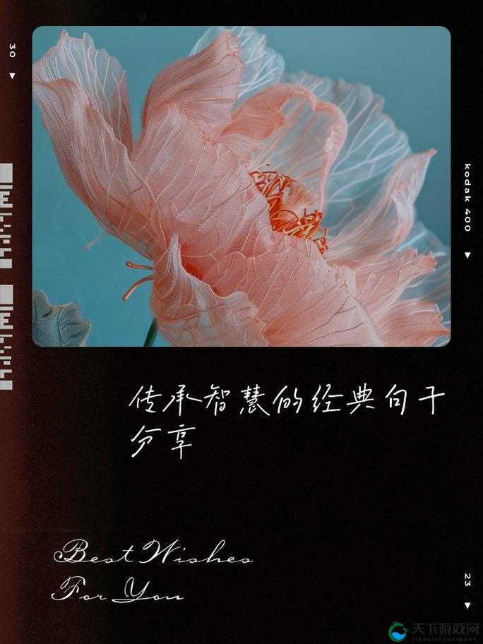 丰年经的继拇 9M：传承智慧，开启未来