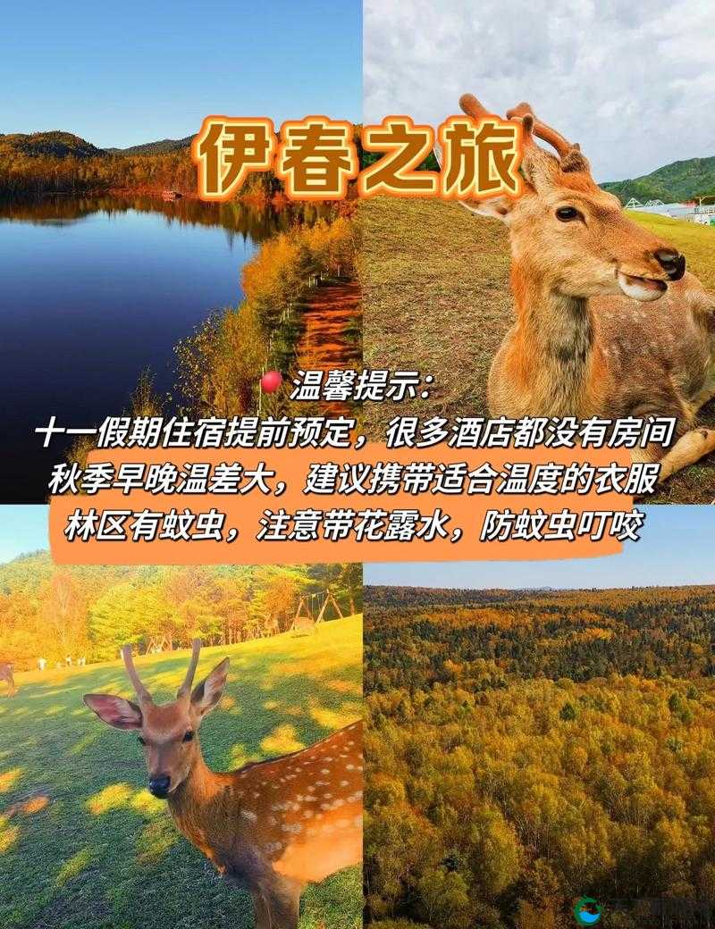 伊春园 2024 直达进入：开启全新体验之旅的美好通道