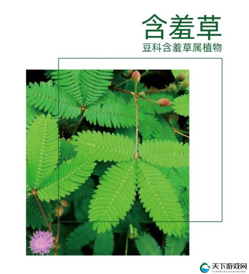 含羞草 四叶草 三叶草:三种神奇植物的独特魅力与奥秘