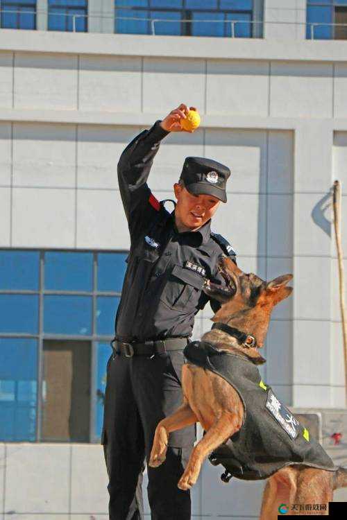 张警犬 9 分 10 秒头撞玻璃在线观看震撼全程解读