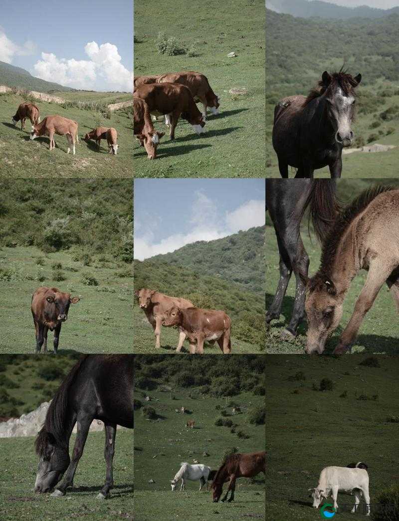 怀孕牧场 1 1 0 下载：带你体验独特牧场经营之旅