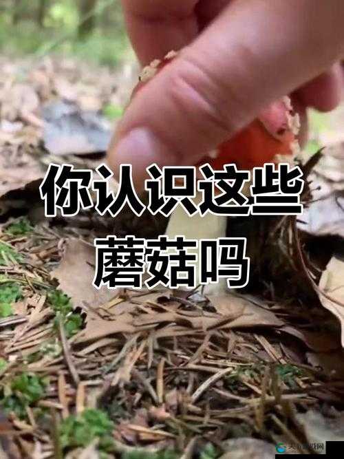 蘑菇视频黑料爆料：那些不为人知的惊人秘密大揭秘