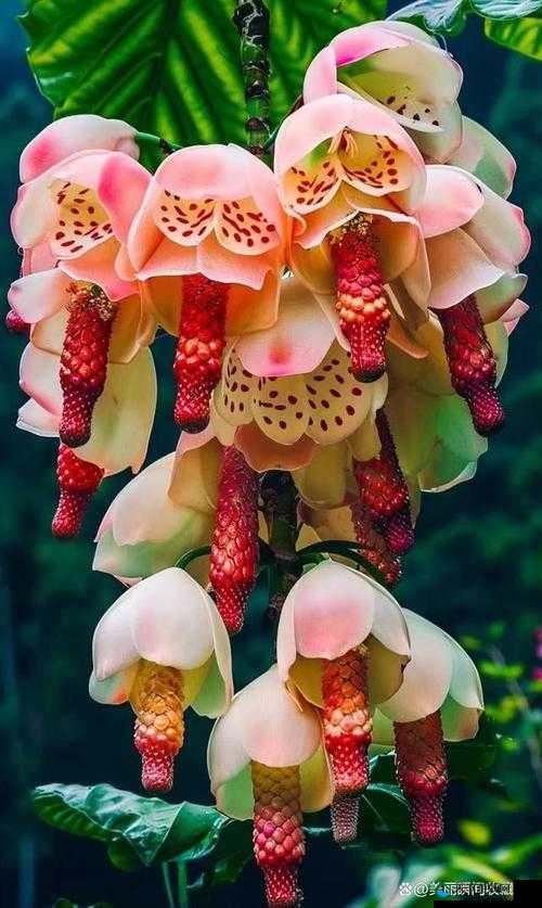 科技界双胞胎奇花的独特魅力与奥秘