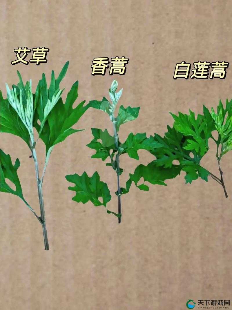 嫩叶草 M 码和澳洲码的区别：尺寸与适用人群的详细剖析