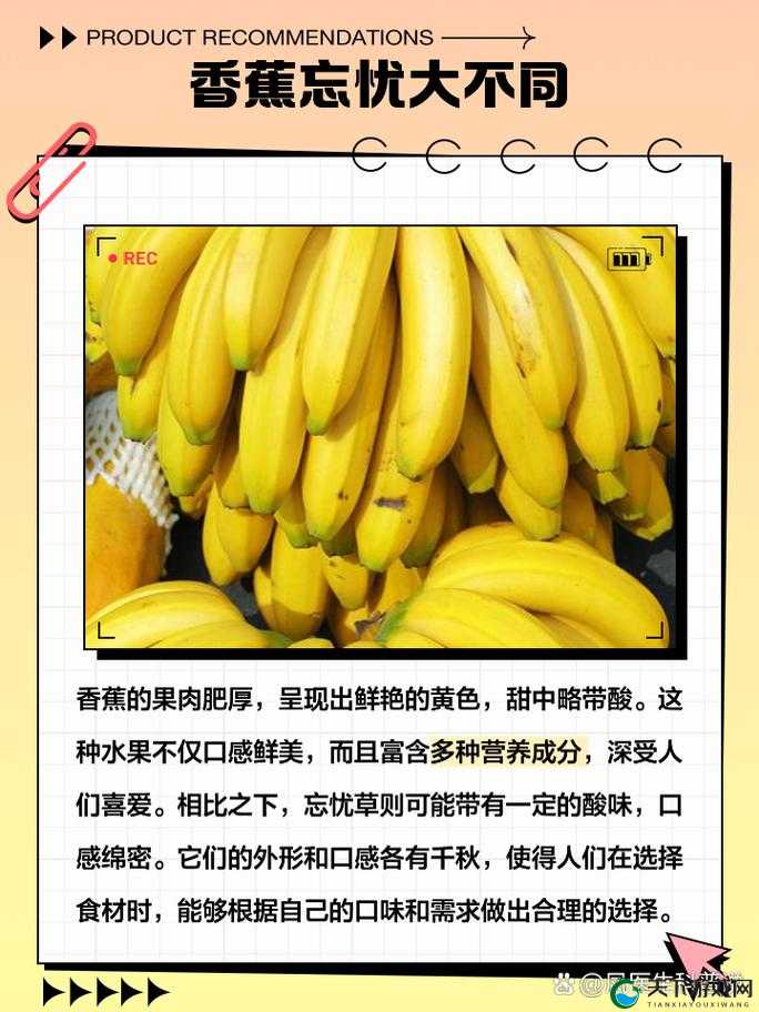 香蕉与忘忧草的区别：一个美味实用一个寓意特殊