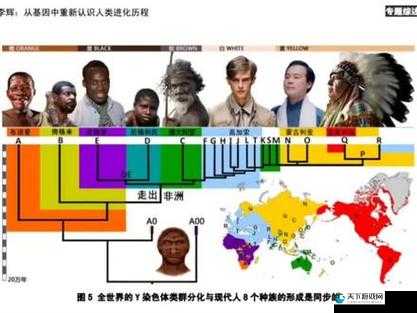亚洲人与欧洲人染色体的区别之深入探究与全面分析