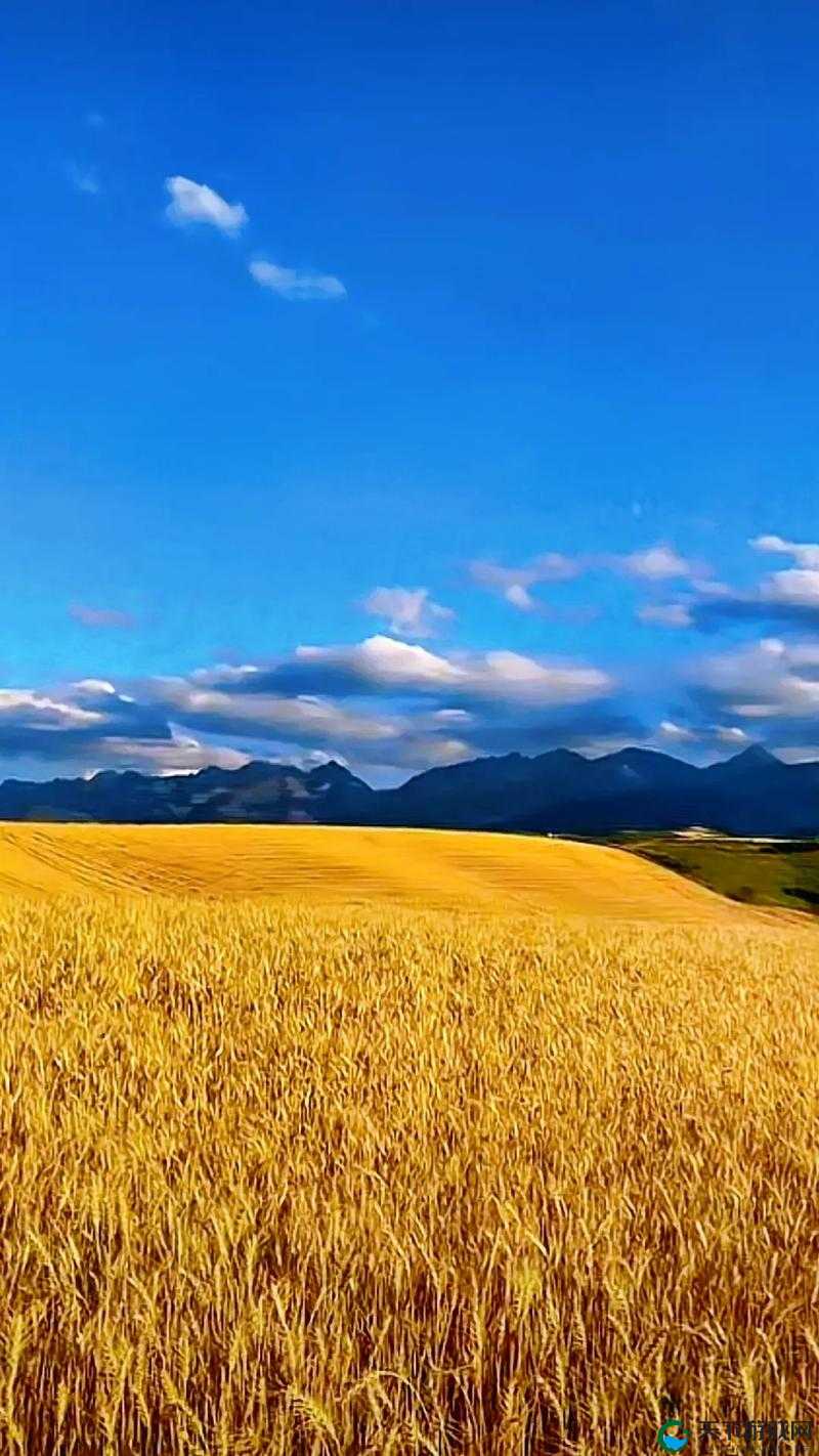 韩国朋友家的麦子种植经验：探索高效农业的成功之道