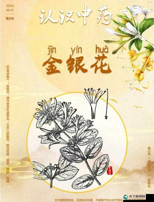 银色器物：TXL 金银花，探索未知的神秘世界