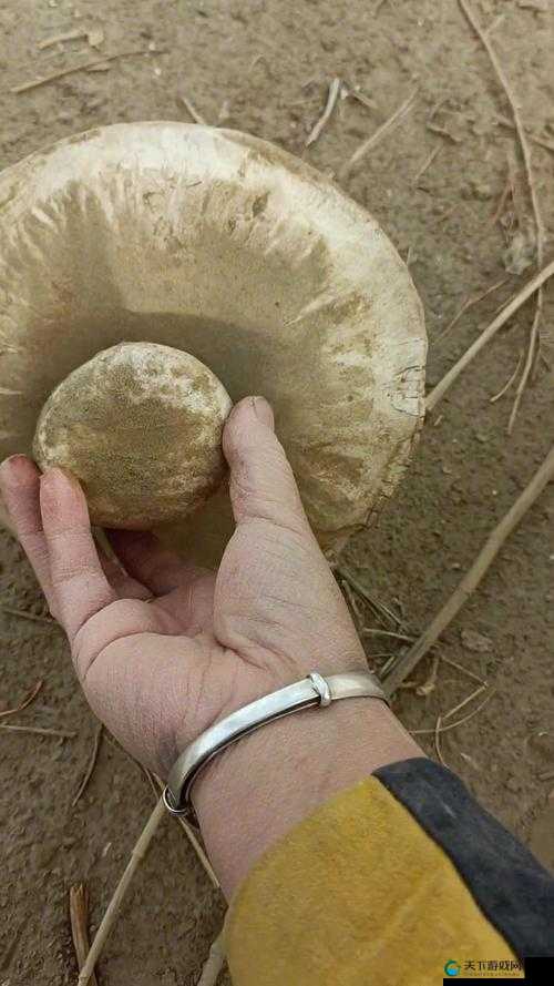 中国新疆XXXXXL19D 蘑菇：探寻神秘之地的独特美味