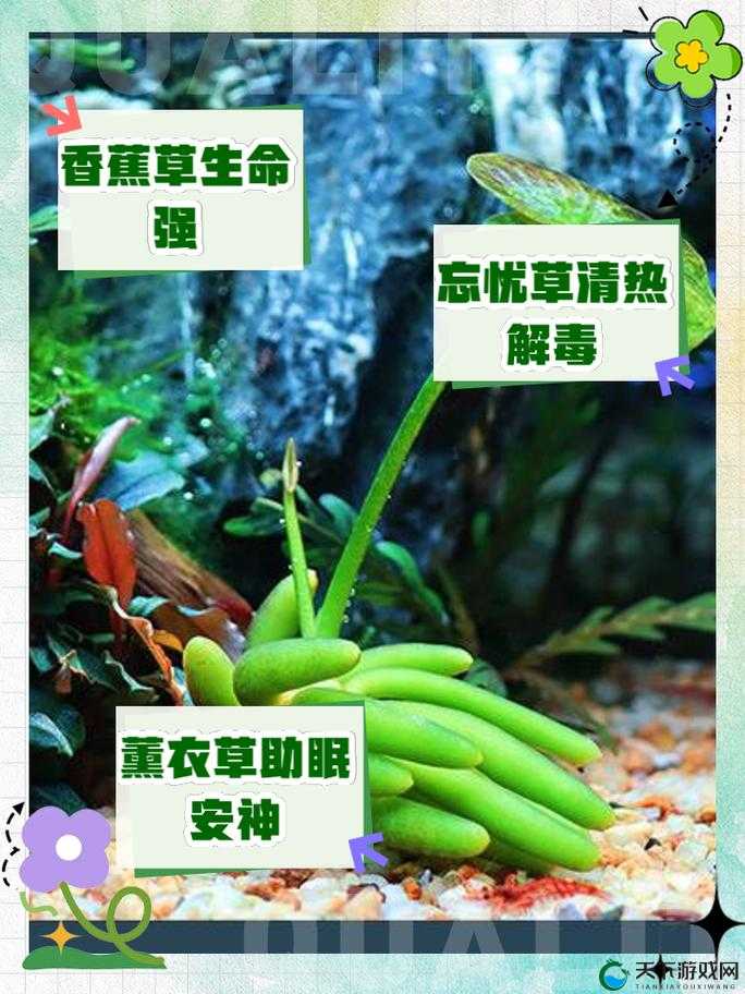 香蕉与忘忧草对焦虑影响之探究