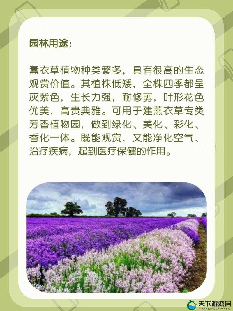 薰衣草实验室研究所：探索神秘香草的奥秘
