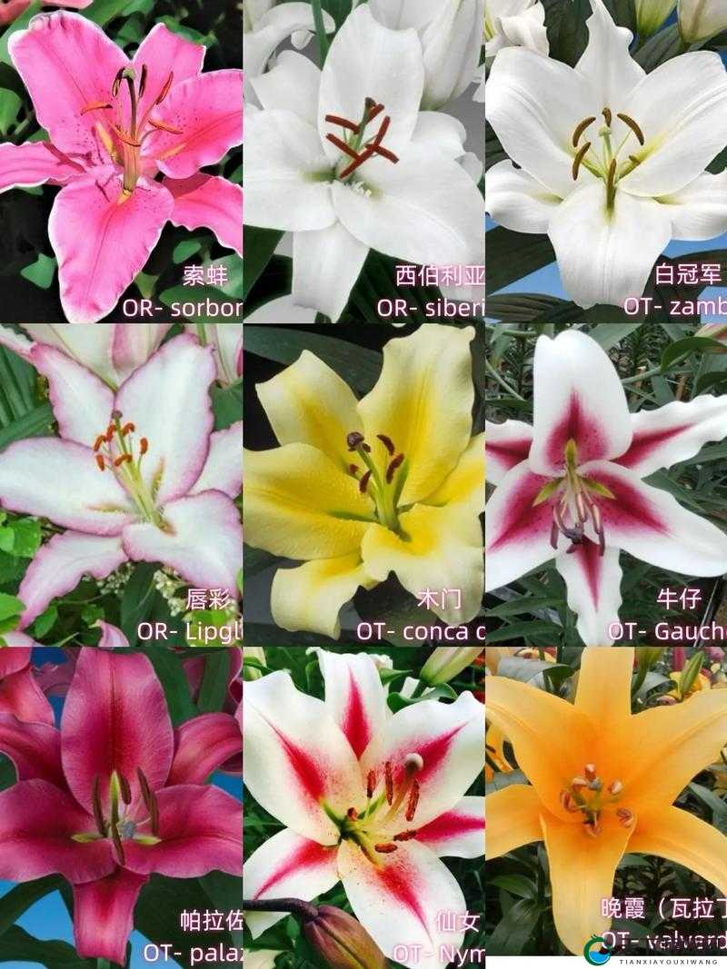 如何搭配桃源深处有人家百合花的颜色