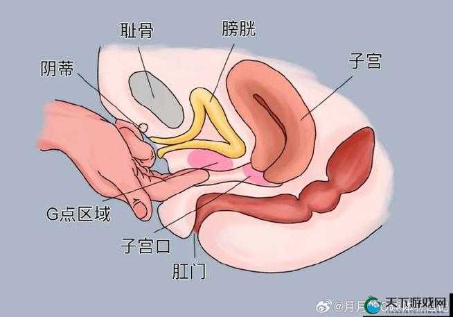 给大家科普一下涩涩屋：关于它你需要知道的一些内容
