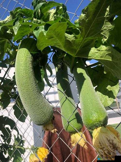 丝瓜秋葵草莓香蕉榴莲绿大全：一场关于植物的奇妙之旅