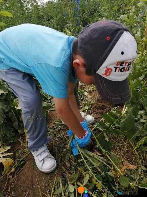 挤牛奶拔萝卜怎么拔：探寻田园劳作的技巧与乐趣